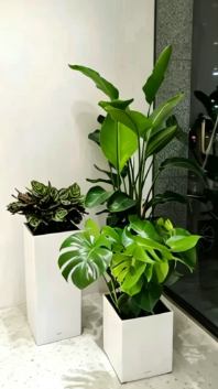 余姚绿植租摆价格怎么修复？常见问题解决